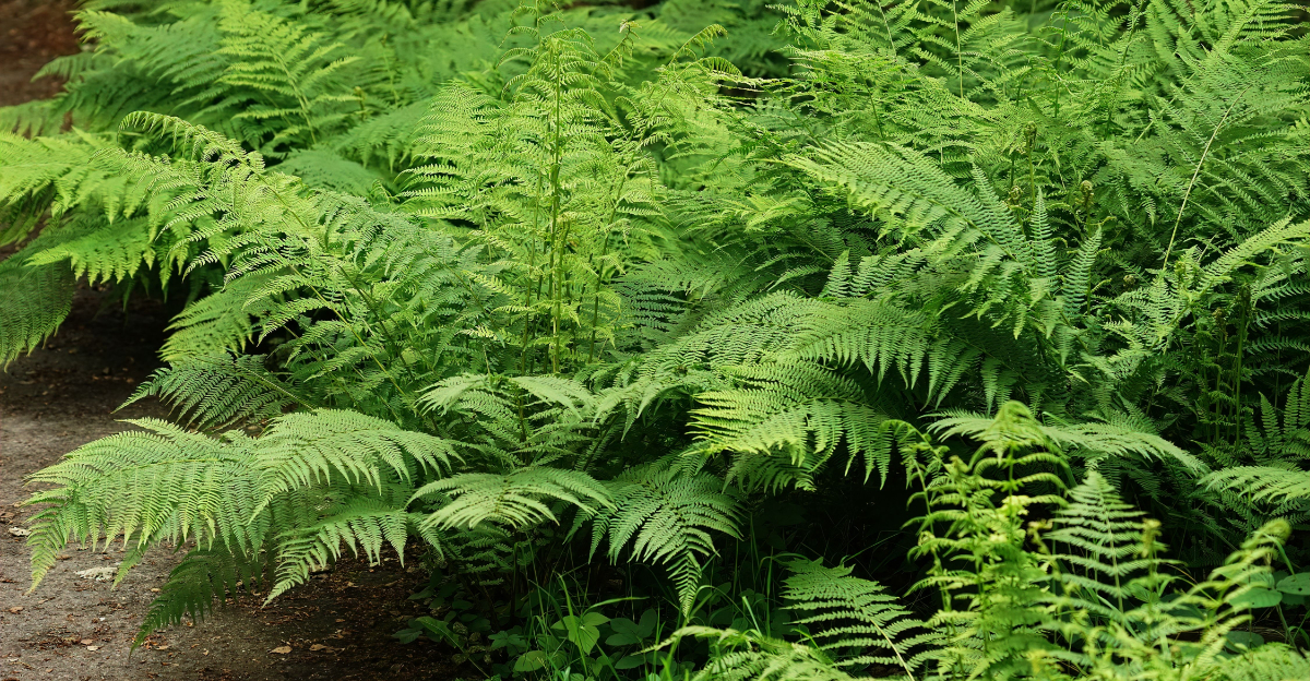 fern (featured image)