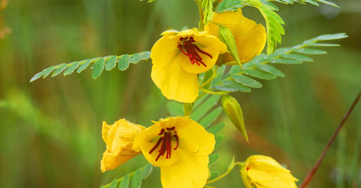 Partridge pea