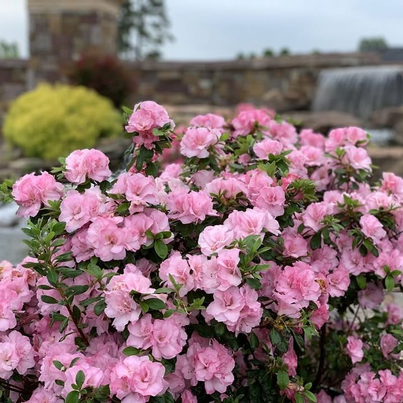 Azaleas Need You To Wait Until The Flower Show Ends
