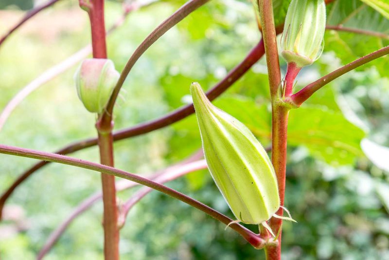 Plant Okra While The Window Is Still Open In North And Central Florida
