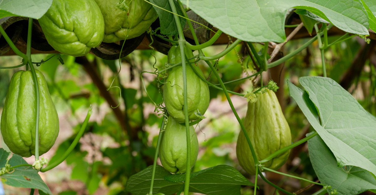 Chayote