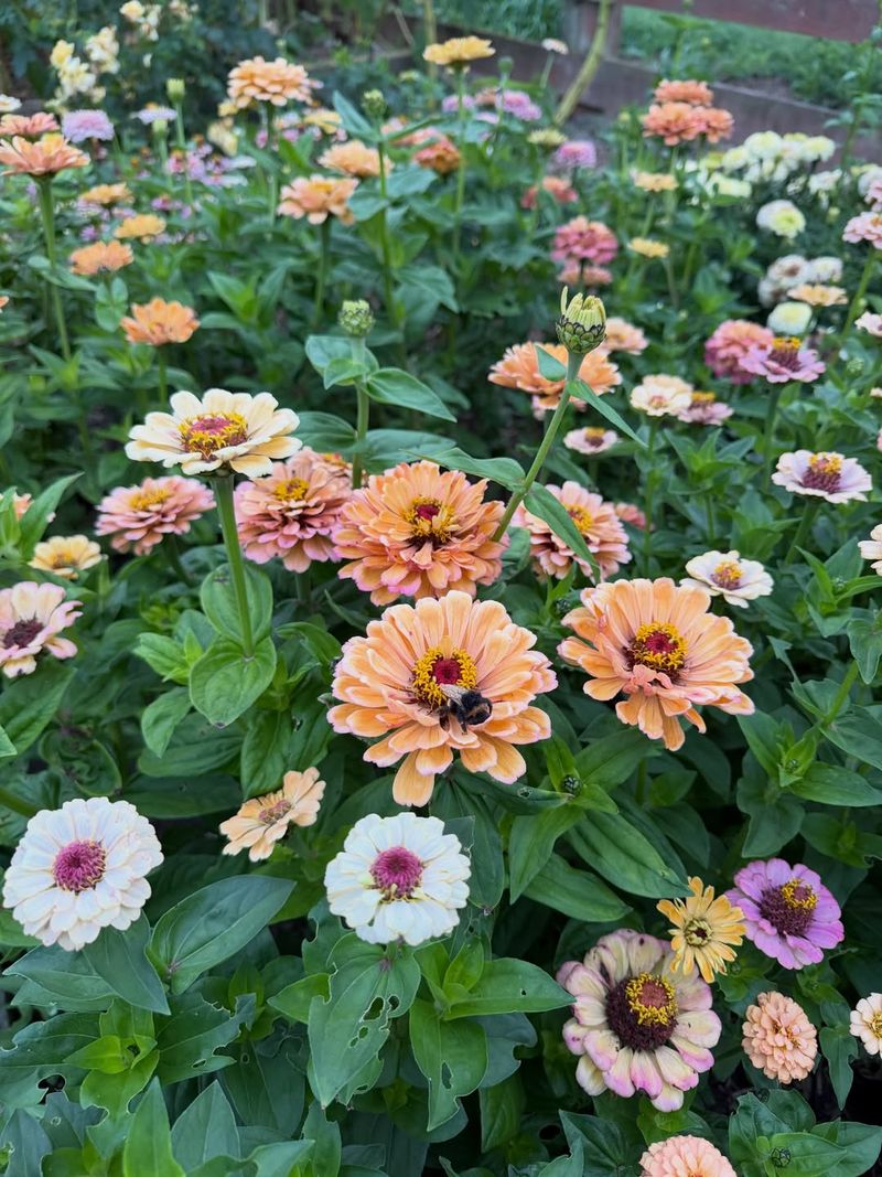 Zinnias Grow Fast And Bloom Through Summer Heat