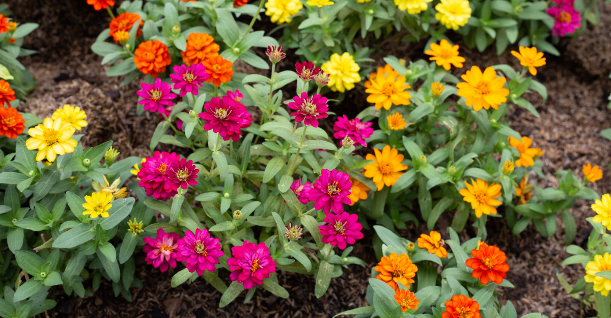 plant (featured image)