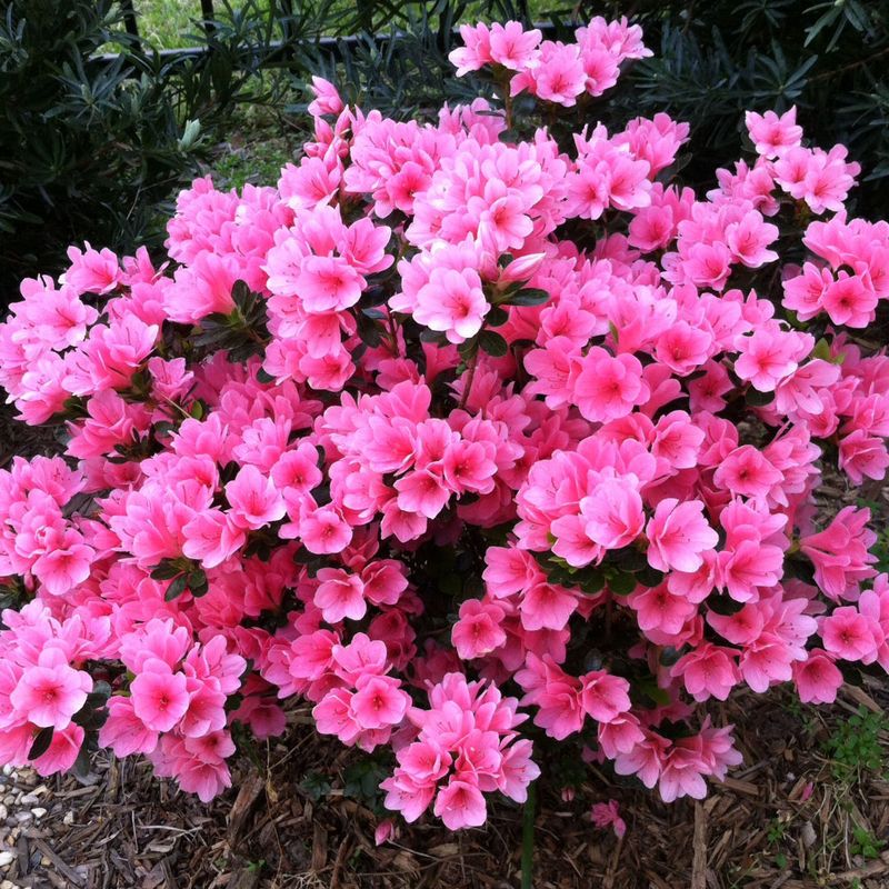 Kurume Azaleas Bring Classic Spring Color