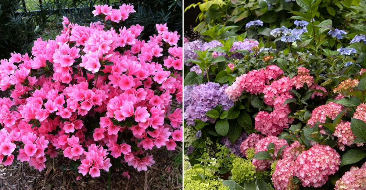 8 Flowering Shrubs That Bloom Better In Partial Shade In Georgia