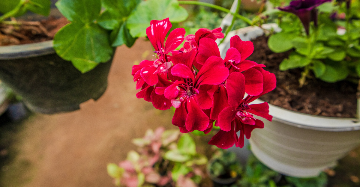 plant (featured image)