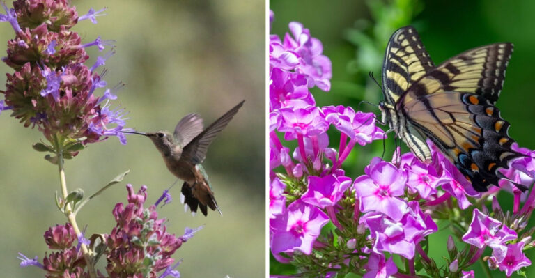 8 Flowers That Draw Hummingbirds And Butterflies To Georgia Yards