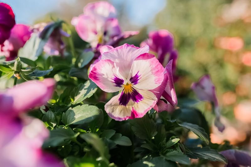 Pansies Bloom Through Cool Spring Swings