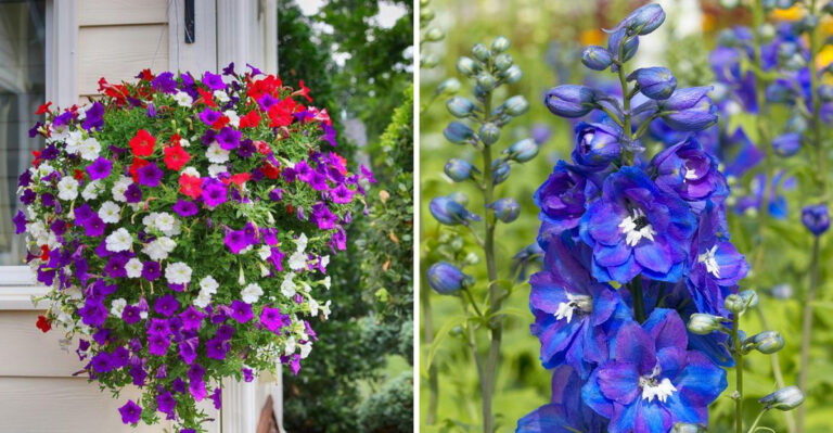 8 Flowers That Handle Georgia’s Unpredictable Spring Weather