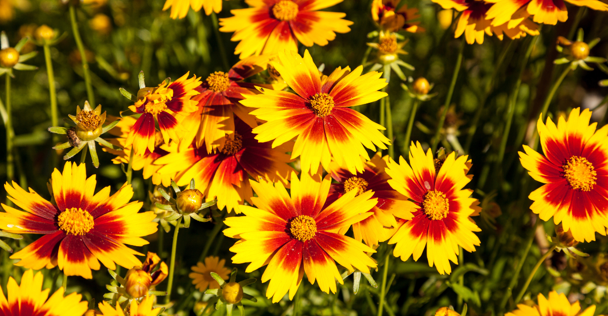 plant (featured image)