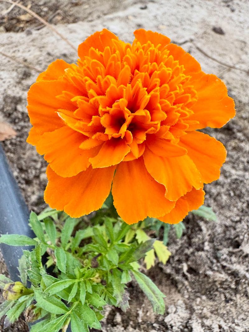 Marigolds Release Compounds That Help Reduce Soil Pests