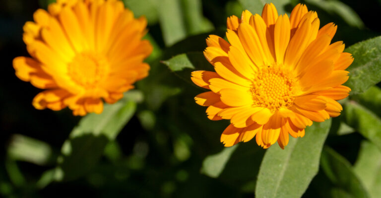 plant (featured image)