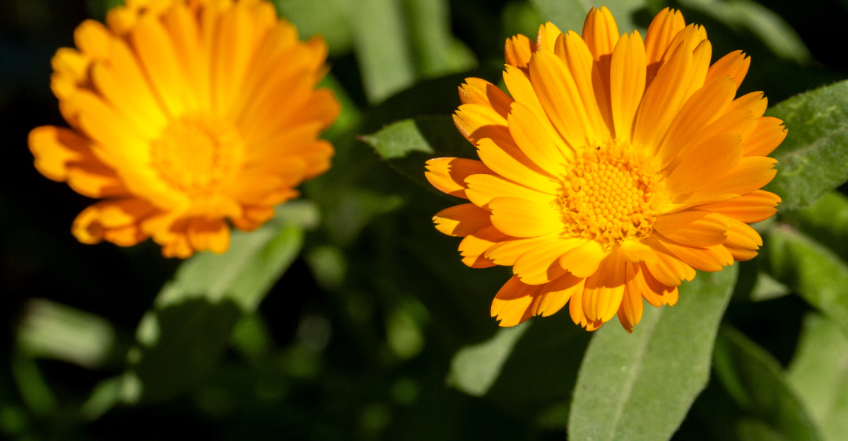 plant (featured image)