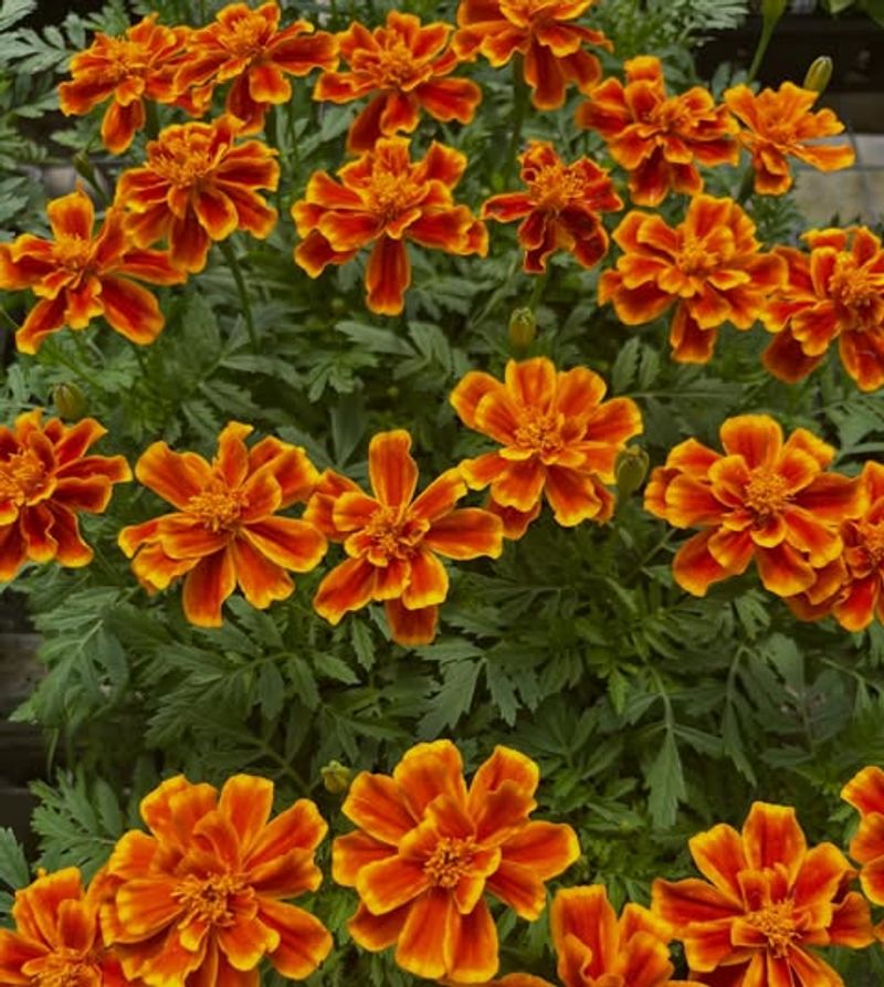 Marigolds (Tagetes spp.)