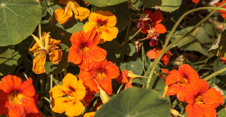 nasturtium flowers