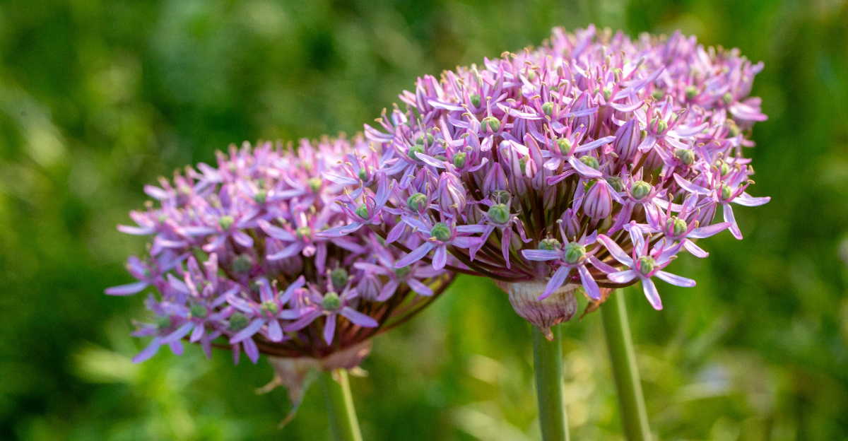 allium flowers