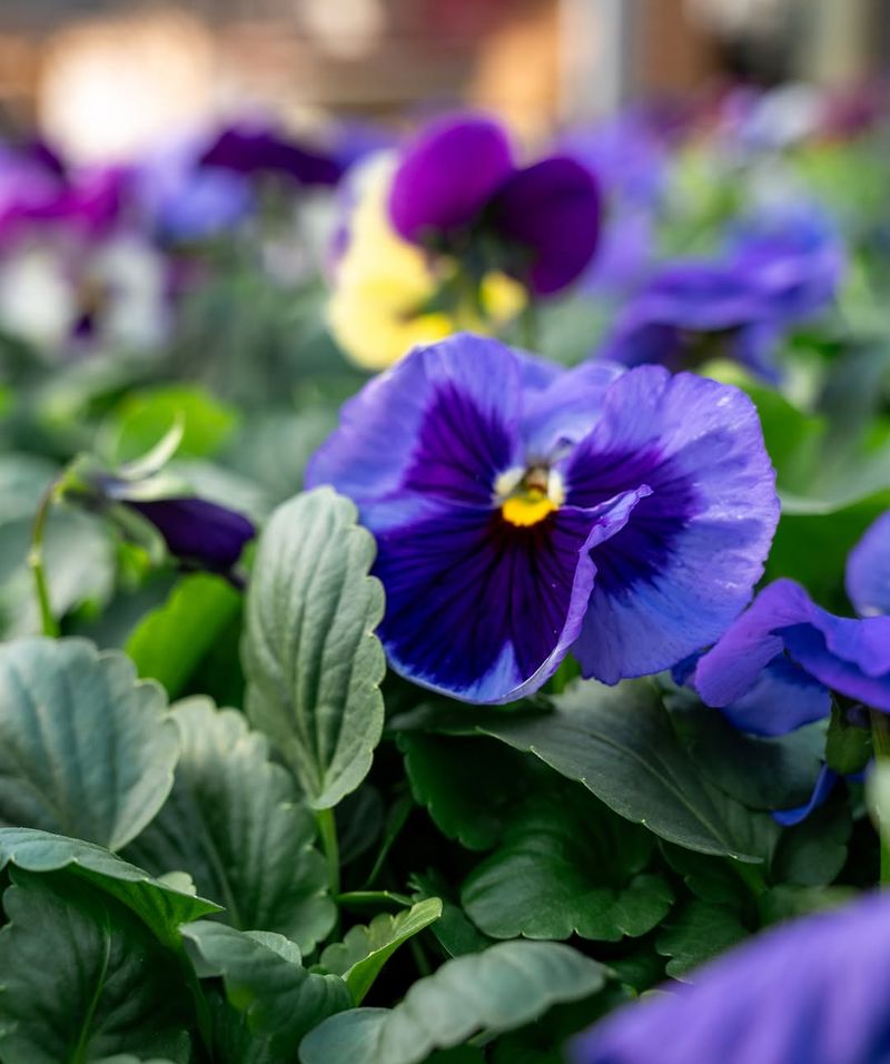 Pansies (Viola × Wittrockiana)