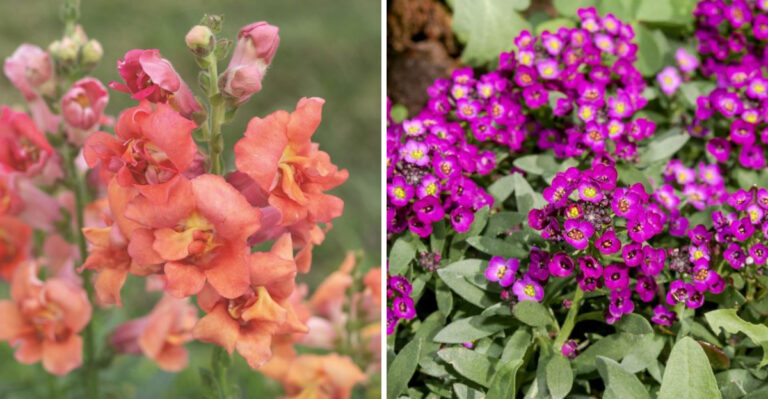 snapdragons and alyssum