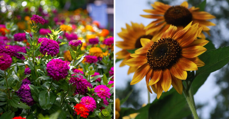 zinnias and sunflower