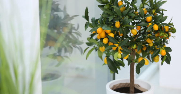 fruit tree (featured image)