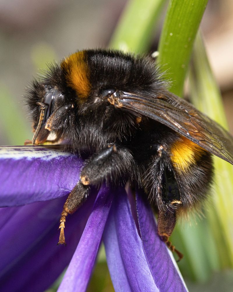 Bumble Bees Powering Pollination With Big, Fuzzy Bodies