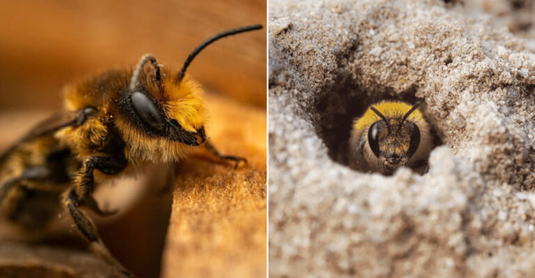 8 Garden Bees Oregon Yards Benefit From