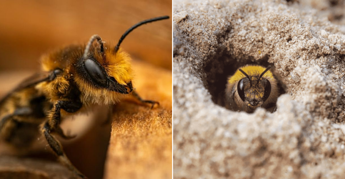 8 Garden Bees Oregon Yards Benefit From