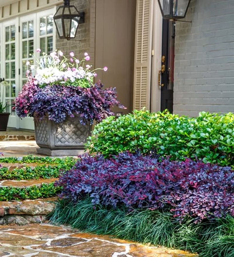 Loropetalum Adds Rich Color With Low Water Once Established