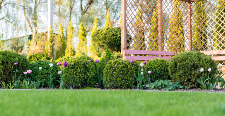 boxwood (featured image)