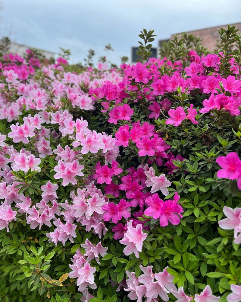 Azaleas Benefit From Light Feeding As Blooms Fade