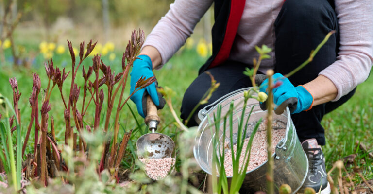 plants (featured image)