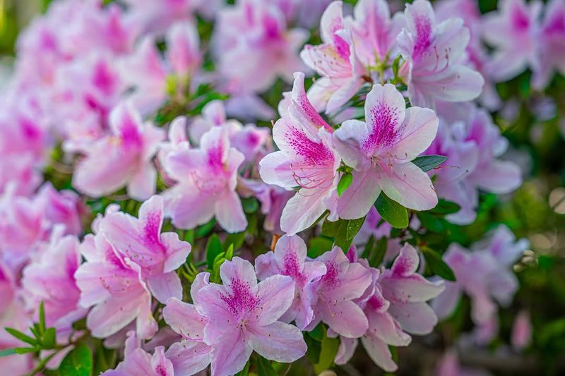Azalea Blooms Reliably Each Spring