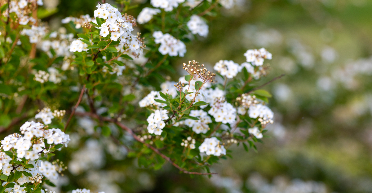 plant (featured image)