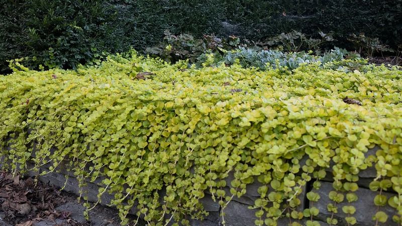 Creeping Jenny Spreads Easily In Heavy Soil