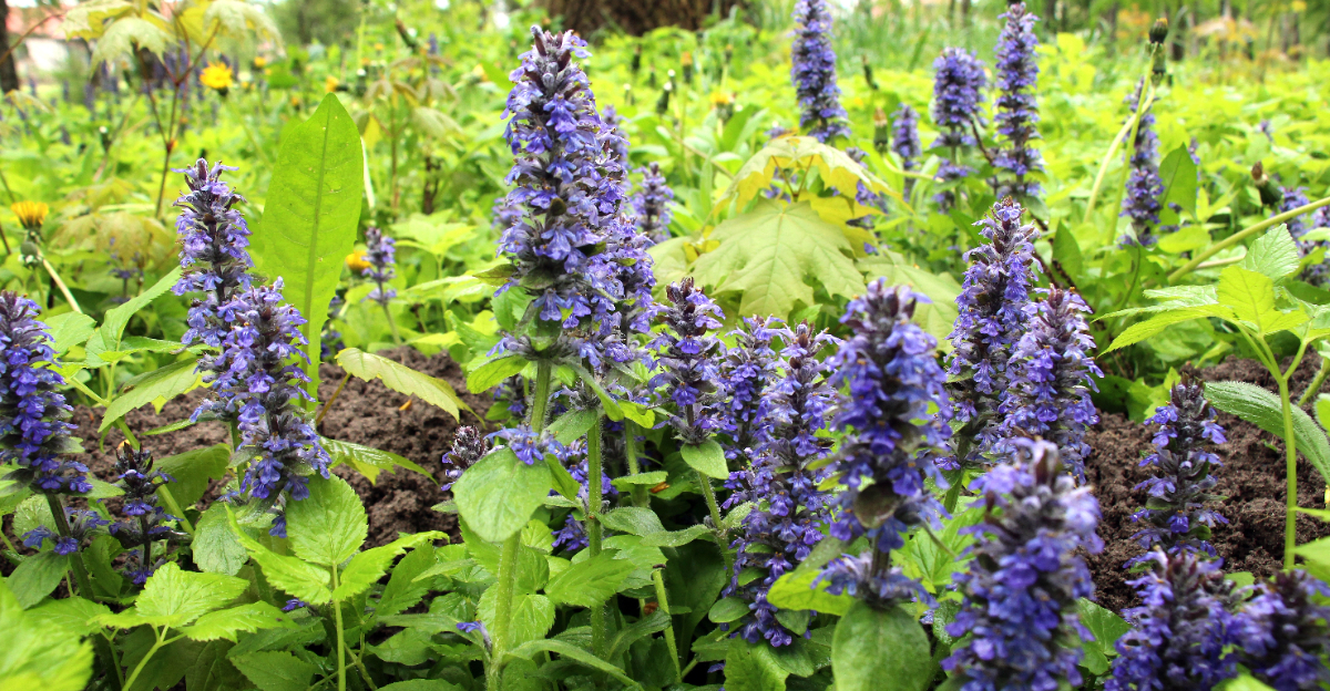 plant (featured image)