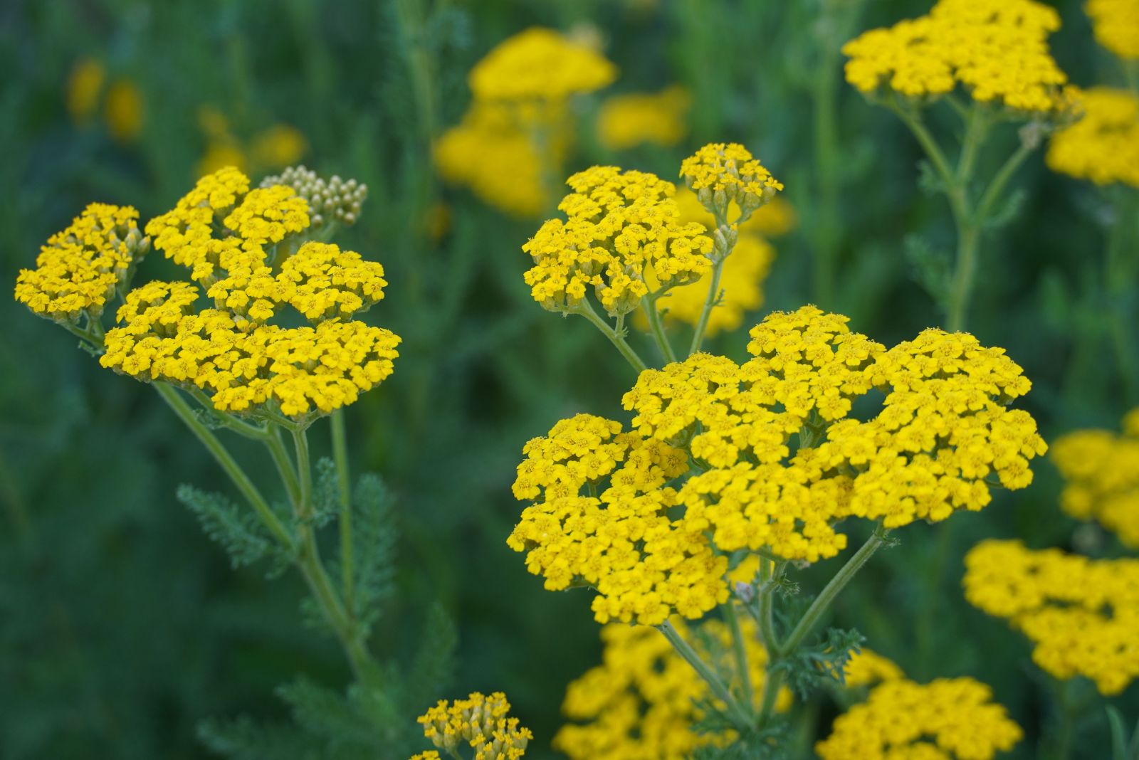 yarrow