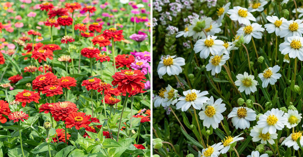 zinnias and blackfoot daisy