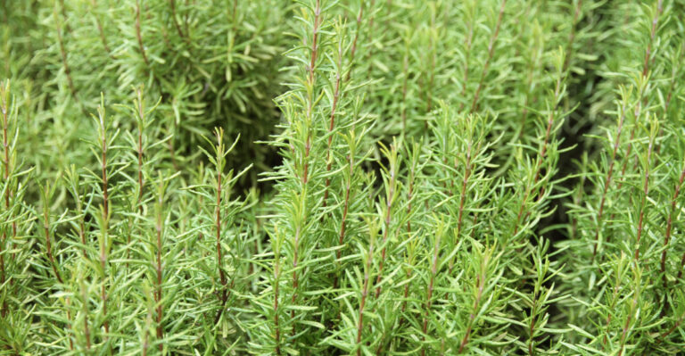 rosemary plant (featured image)