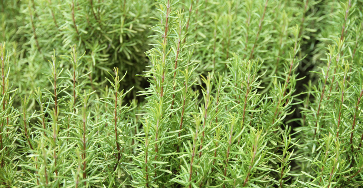 rosemary plant (featured image)