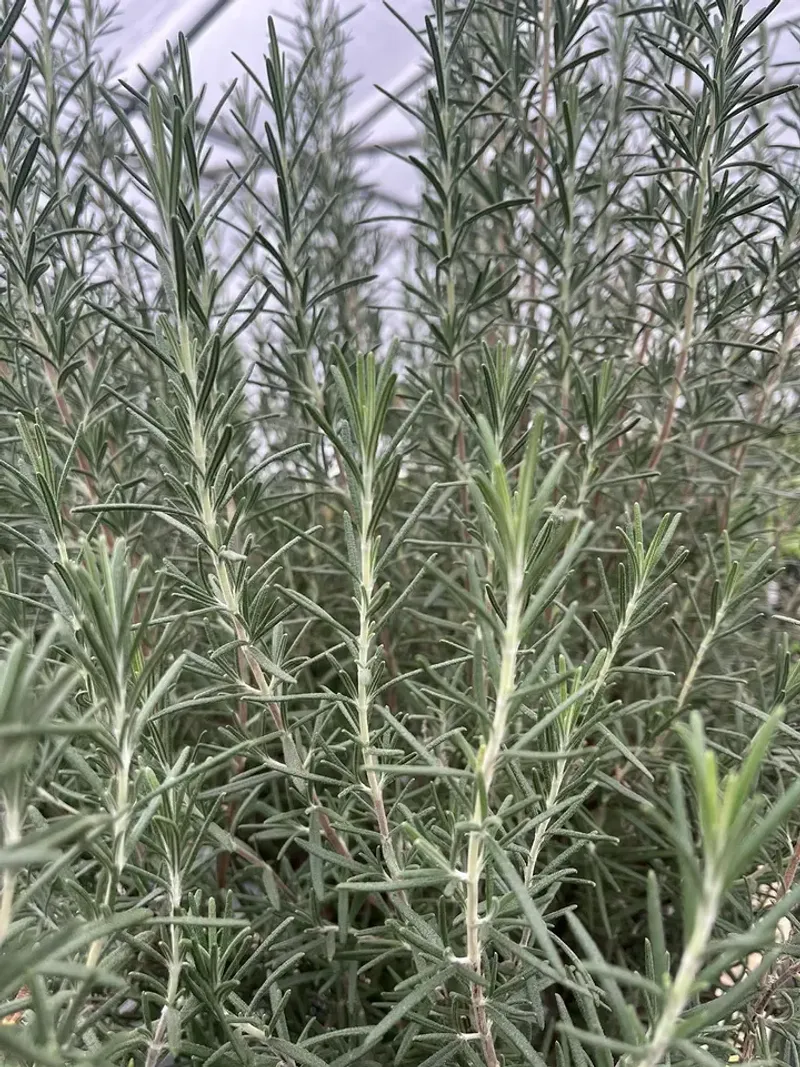 Rosemary Thrives In Full Sun And Handles Dry Heat Well
