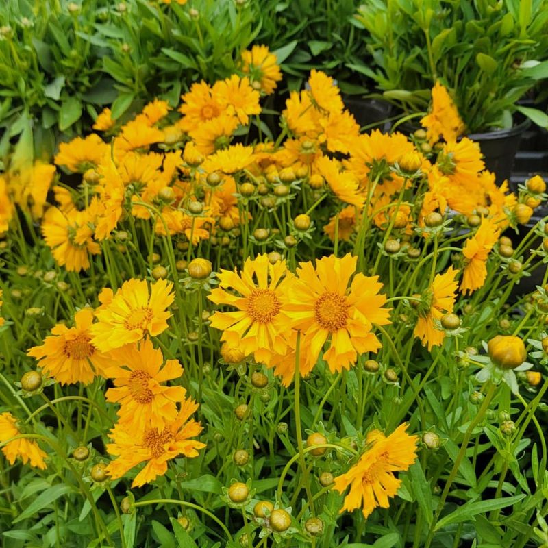 Coreopsis Handles Heat And Blooms Through Summer
