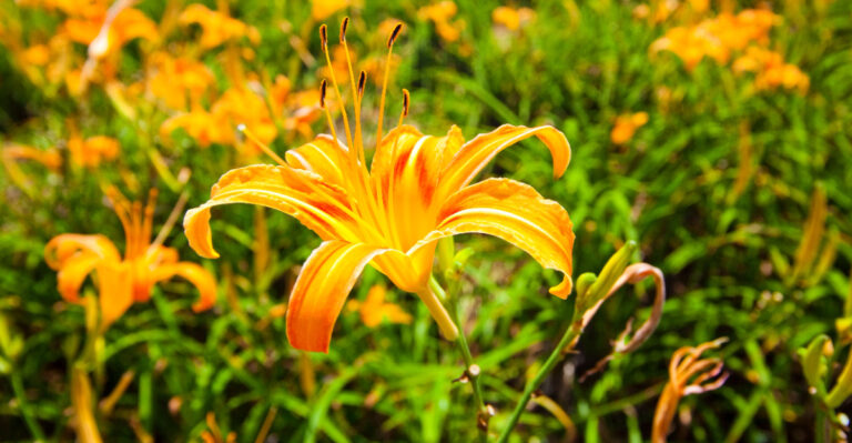 plant (featured image)