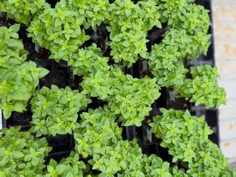 Basil Helping Keep Pests Away Naturally