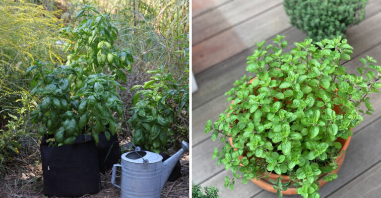 8 Herbs That Are Perfect For 5-Gallon Bucket Gardening In Georgia