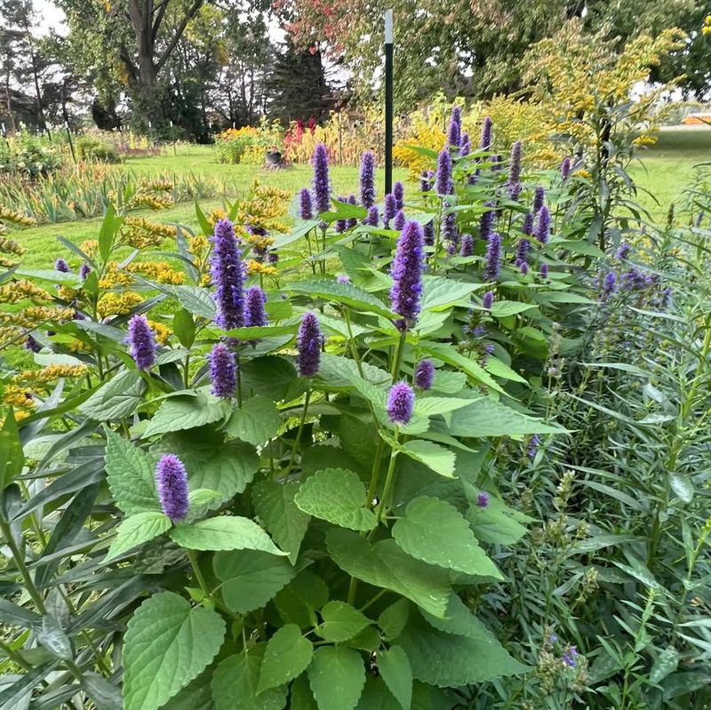 Hyssop Covered In Spikes Of Colorful Flowers