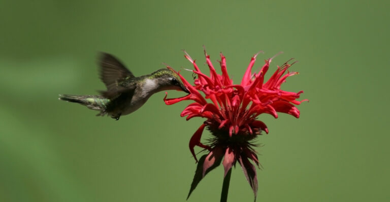 8 Herbs That Attract Hummingbirds In Spring Across Oregon