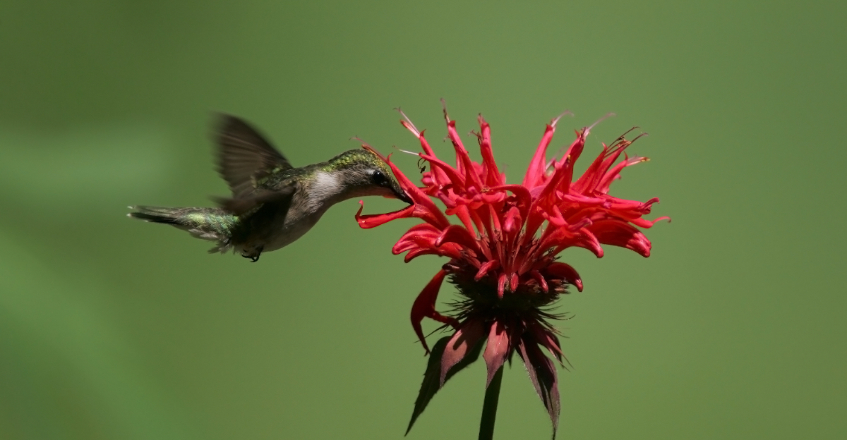 8 Herbs That Attract Hummingbirds In Spring Across Oregon