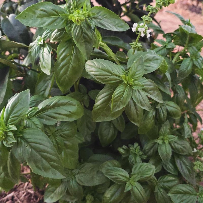 Basil Grows Fuller With Regular Trimming