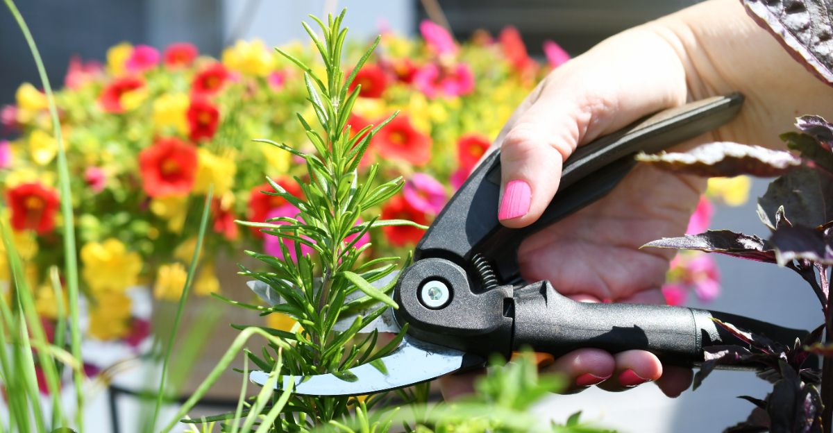 pruning herbs (featured image)