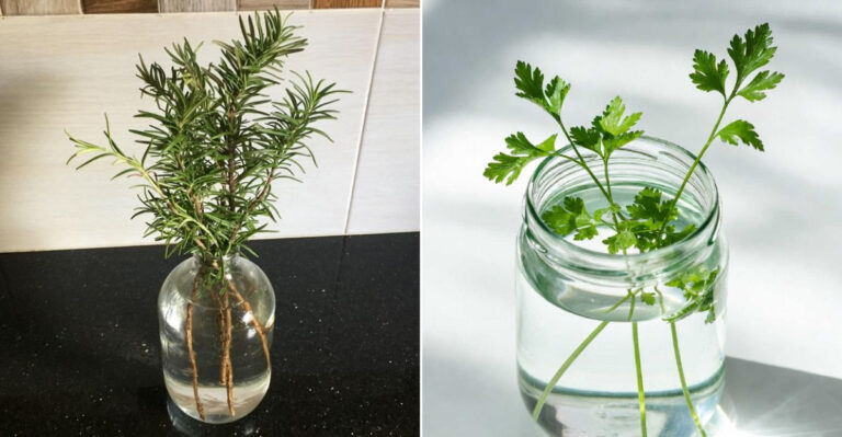8 Herbs You Can Grow In Water Indoors In Georgia